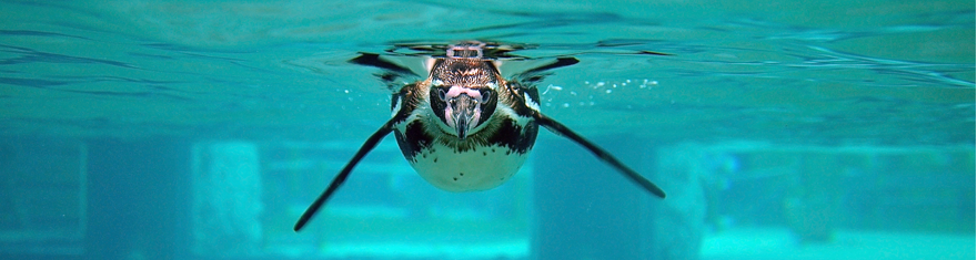 DeZoos Pinguino